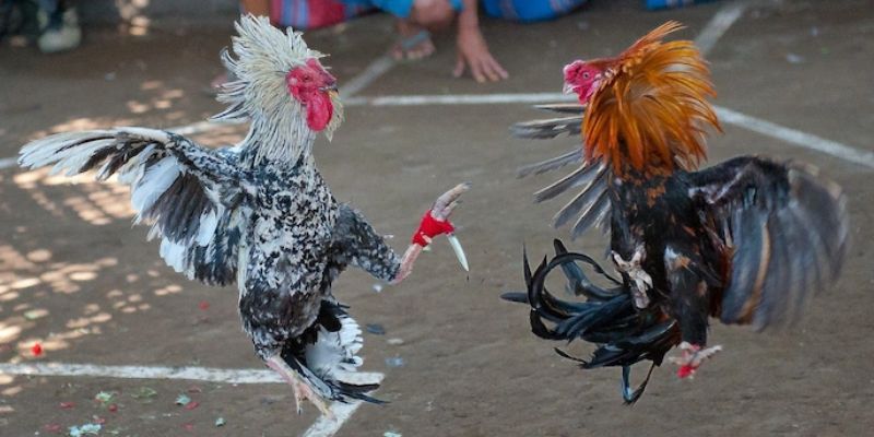 Đá Gà XX88 Thu Hút Người Chơi Nhờ Tỷ Lệ Cược Hấp Dẫn 2 Các lý do nên tham gia đá gà XX88